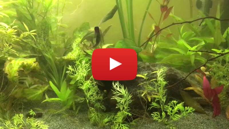 Video sUXl8G13oTY abspielen