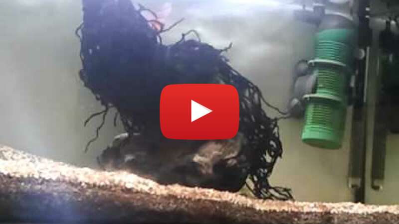 Video sW5RSvUaOig abspielen