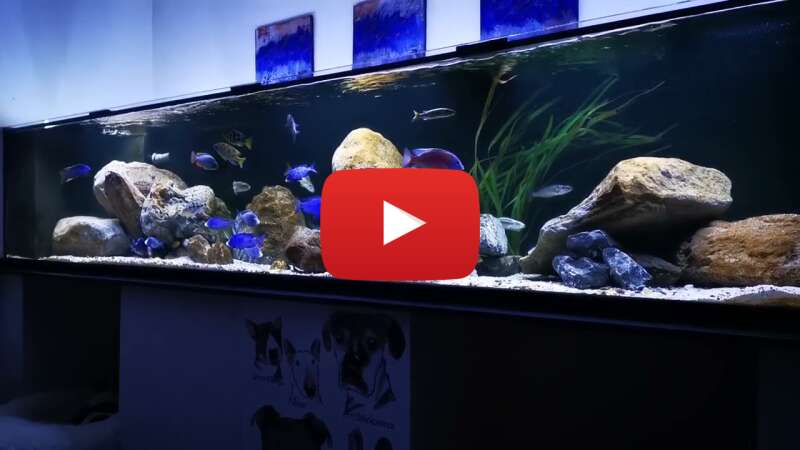 Video sXuc2xtsRLs abspielen