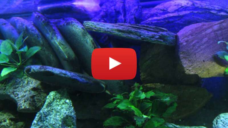 Video sbaL4MvQyOw abspielen