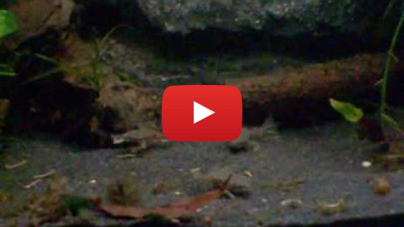 Video sdJ4OfpzM24 abspielen