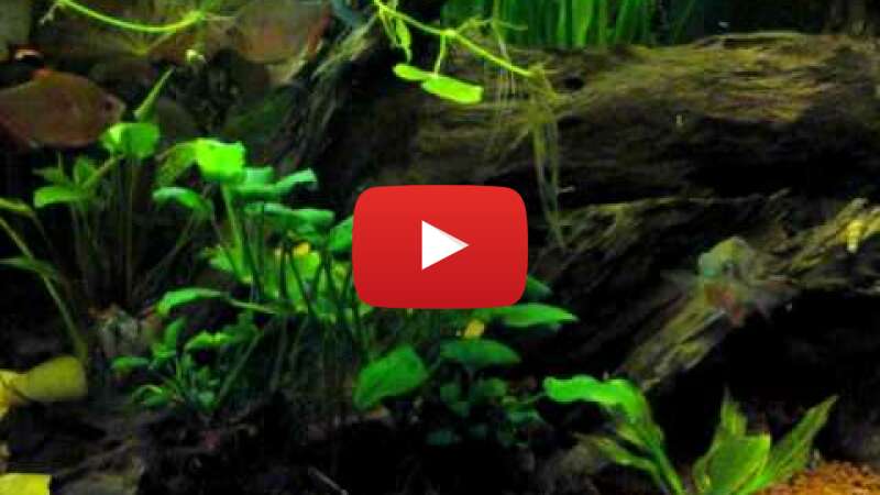 Video sdaD8YnanFE abspielen