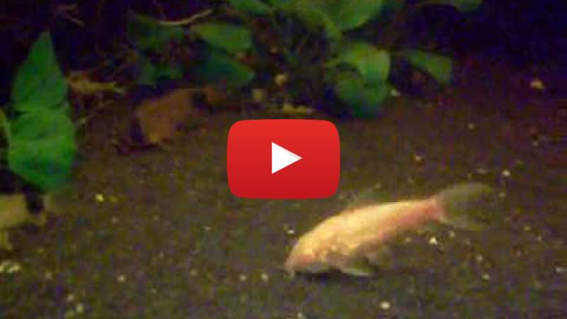 Video sk6Om9rdLP0 abspielen