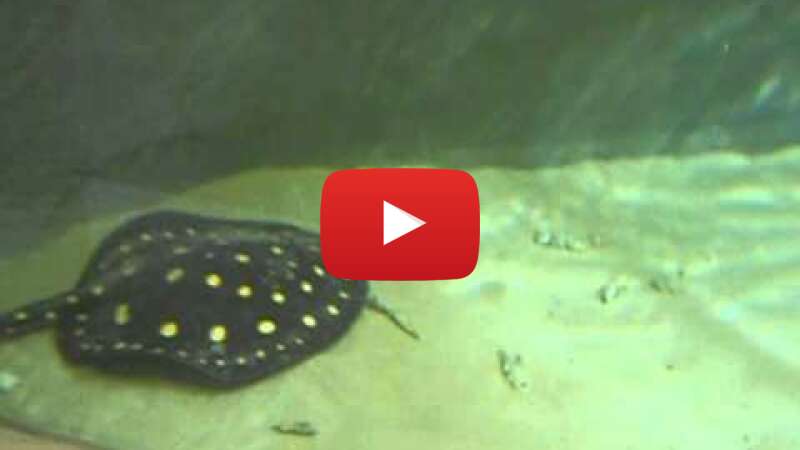 Video snnUdGJ6s4o abspielen