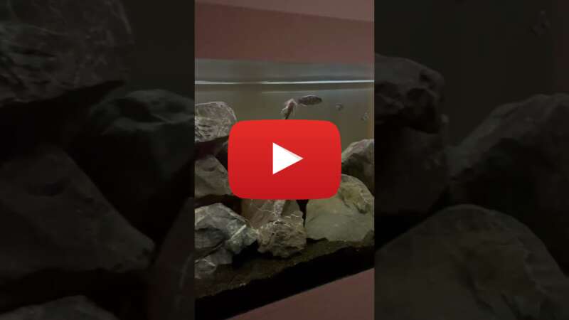 Video soBWFpz706Q abspielen