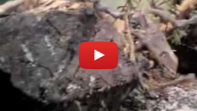 Video sog8zNNXTQ4 abspielen