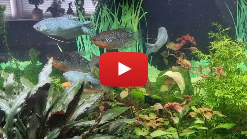 Video srMPmfHH8iY abspielen