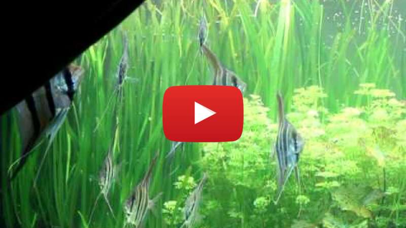 Video srZ6rXCAJuI abspielen