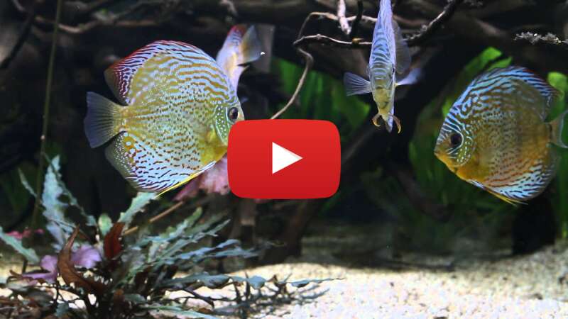 Video ssyTK698h3M abspielen