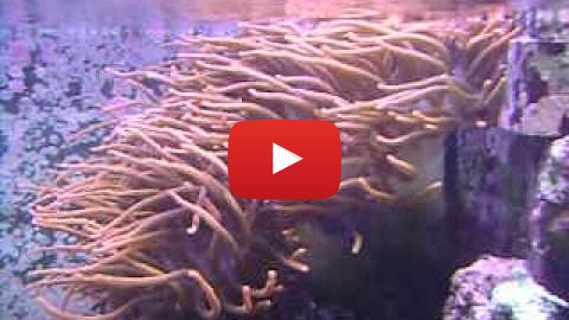 Video stu718ZKRHE abspielen