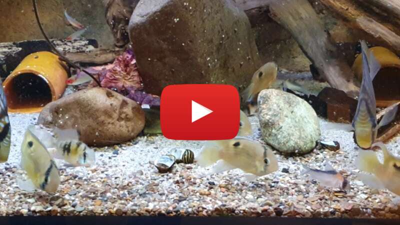 Video swFep1ntvPE abspielen