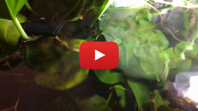 Video sxGWfN-Ni5Q abspielen