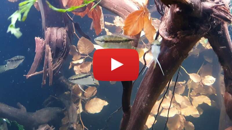 Video sxtG19x2x-I abspielen