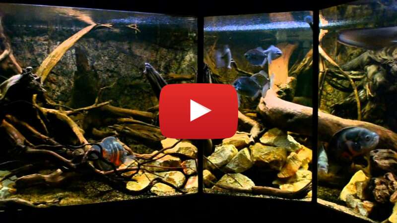 Video t13ZT1dR_F4 abspielen