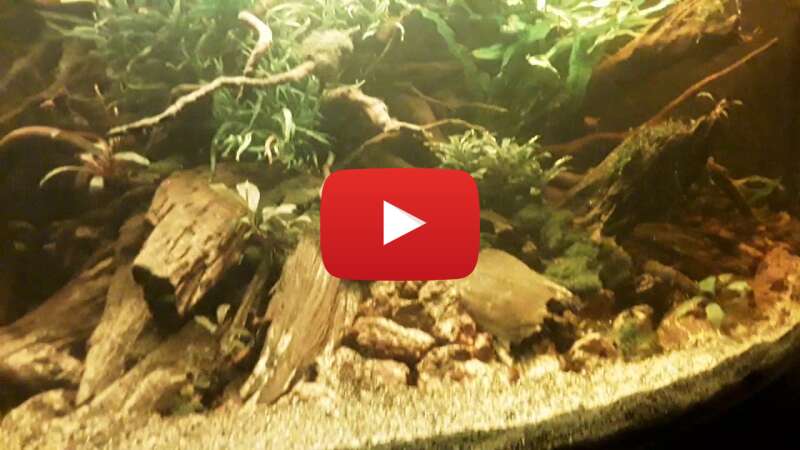 Video t2KX8XfnIcM abspielen