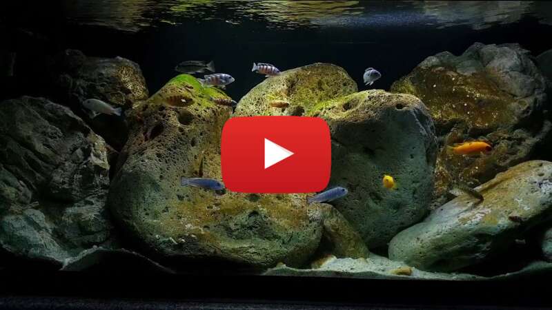 Video t7QuhdDtmjU abspielen