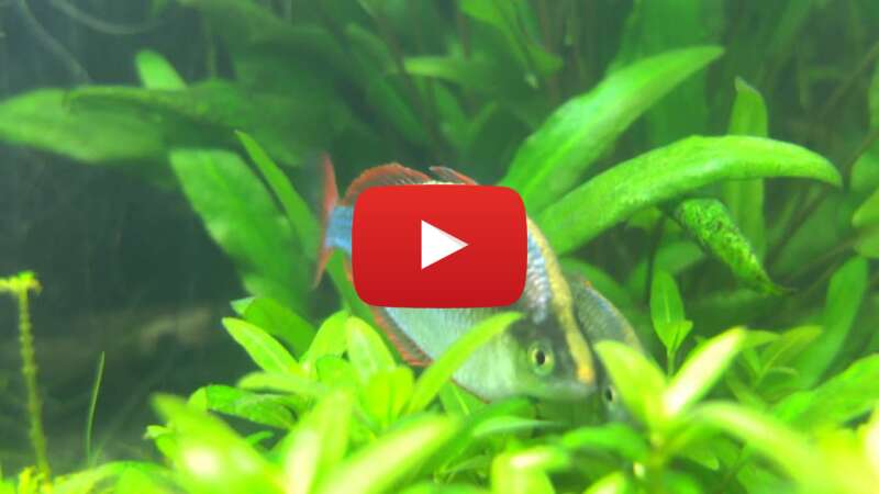 Video tAX1JUPdoRM abspielen