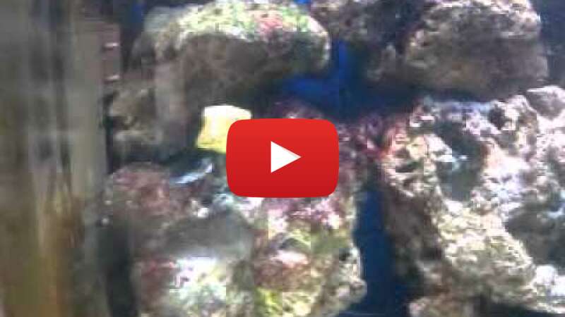 Video tCX_m6Can8s abspielen