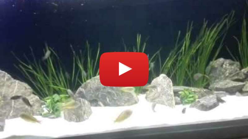 Video tE2K3kOzt3s abspielen