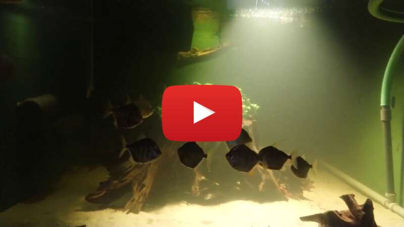 Video tFXJw6vK2GI abspielen