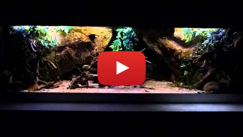 Video tHs6HK2Xrxw abspielen