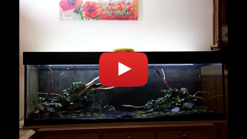 Video tJH_tdZCRyQ abspielen