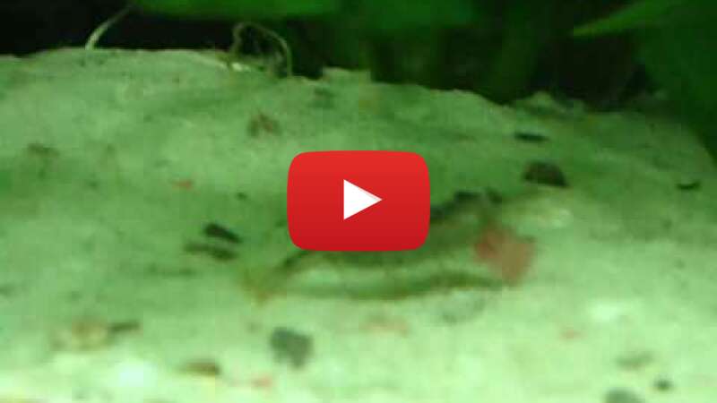 Video tPujmAYylqc abspielen