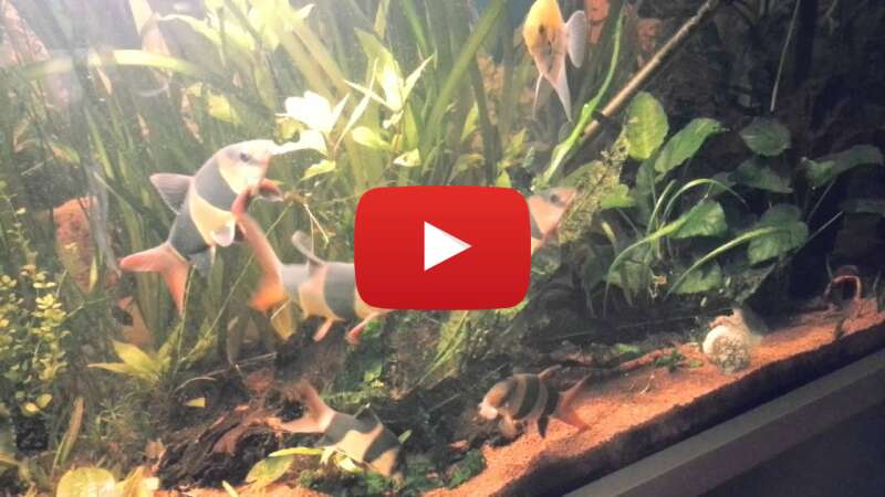 Video tVRsToguVrI abspielen