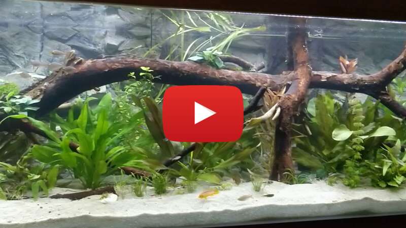 Video tYYvLx69G0M abspielen