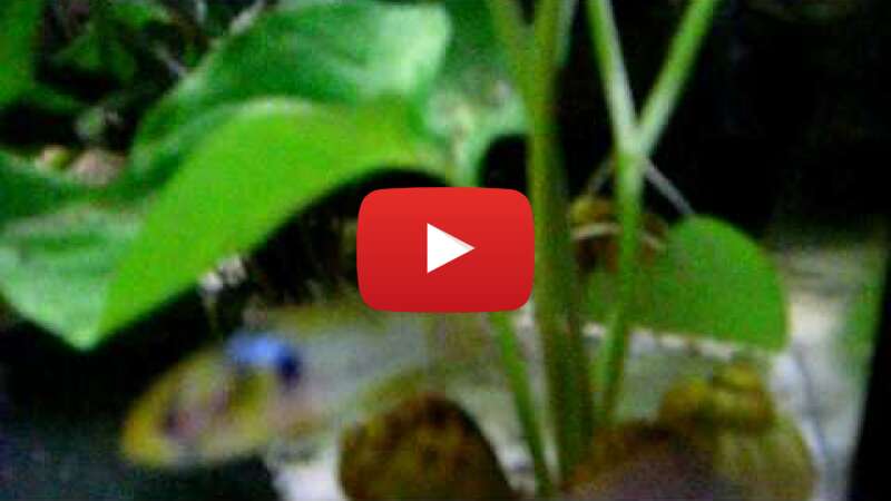 Video tYuczO5FRJY abspielen