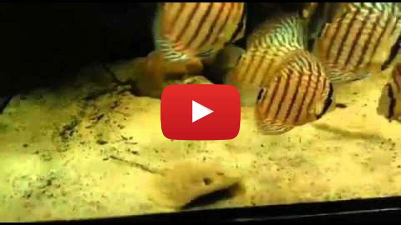 Video ta-6eMgua84 abspielen