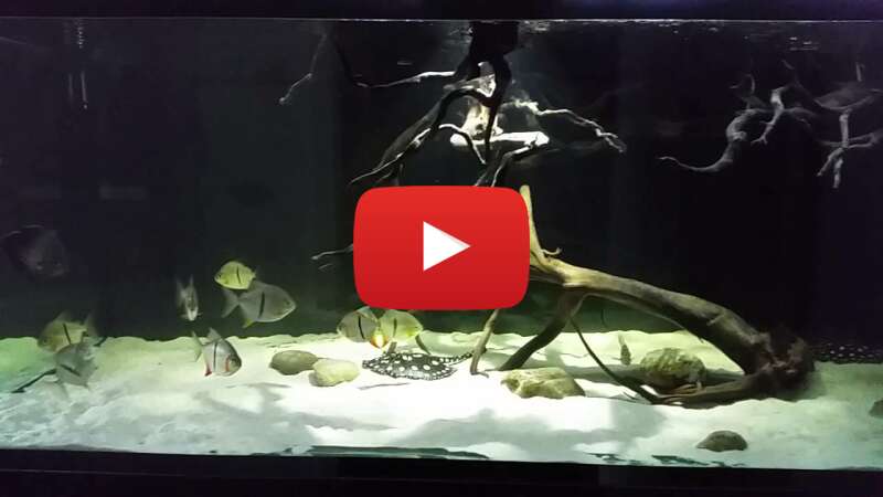 Video tdxAhZ71wCw abspielen