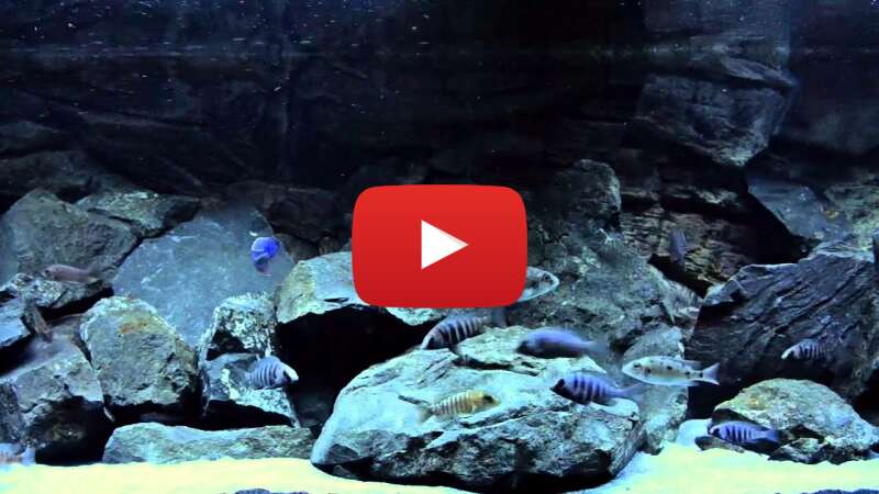 Video thZWF3tjrtM abspielen