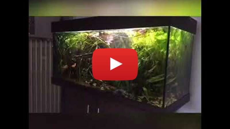 Video trdO8epsqYc abspielen