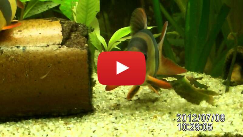 Video tu1nkGyn1bk abspielen