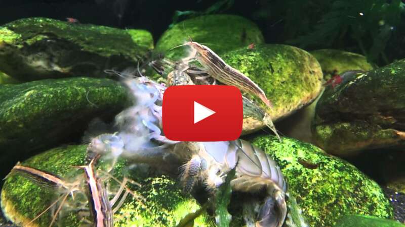 Video tv_ay0JAs-g abspielen