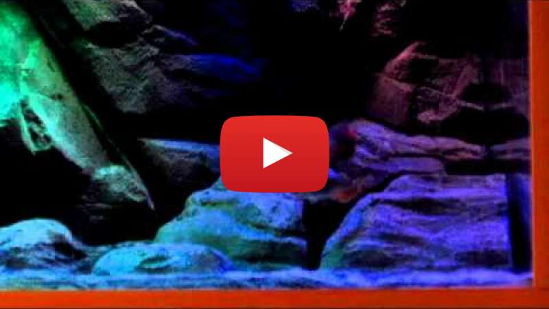 Video twhnqdld_rI abspielen