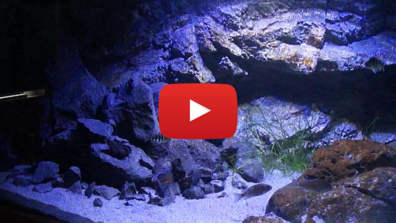 Video txqUk42Oeng abspielen