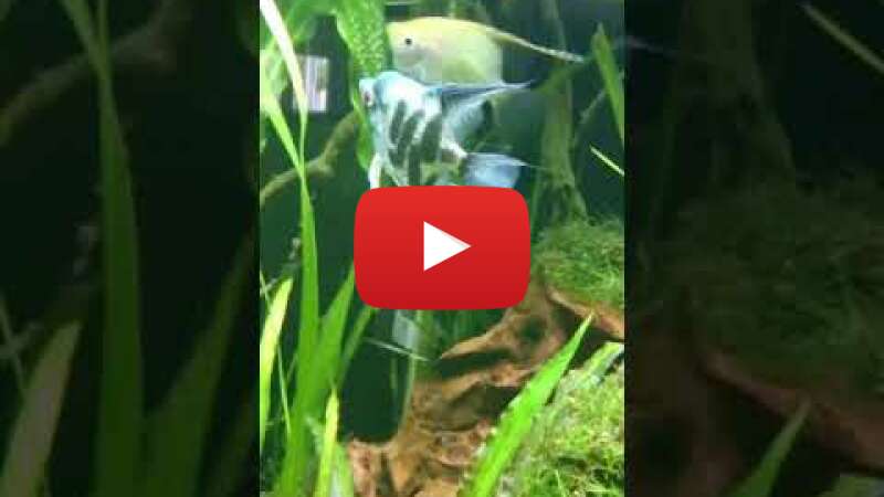 Video u28bA_0F228 abspielen