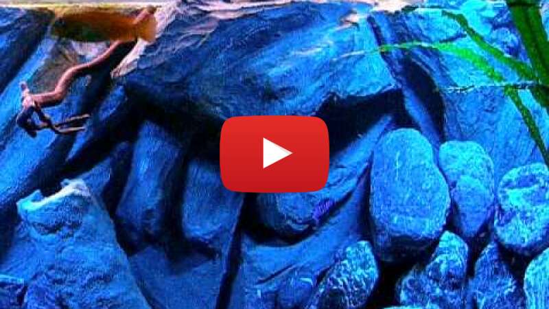 Video u2bM12EX7gQ abspielen