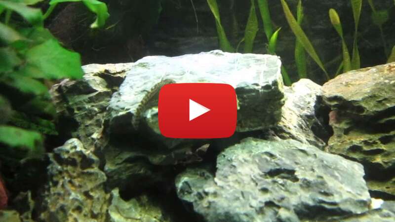 Video u3ibJQUQ8uM abspielen