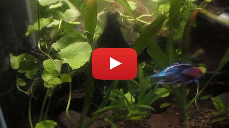 Video u7ypzApEH2M abspielen