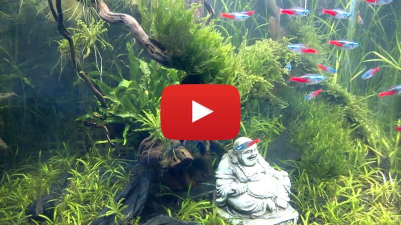 Video u9WStnlGnG0 abspielen