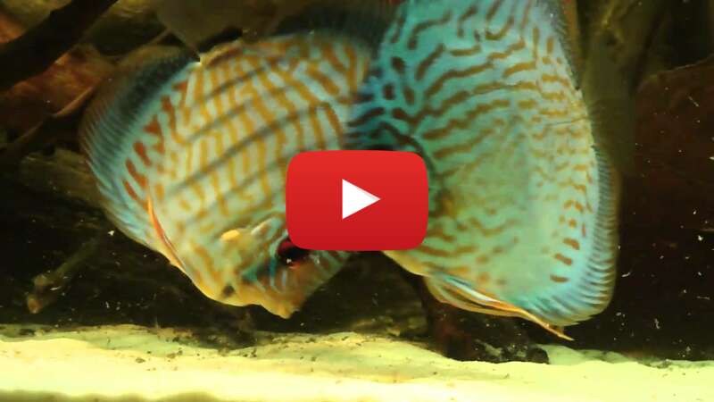 Video uK_rmplTnm8 abspielen