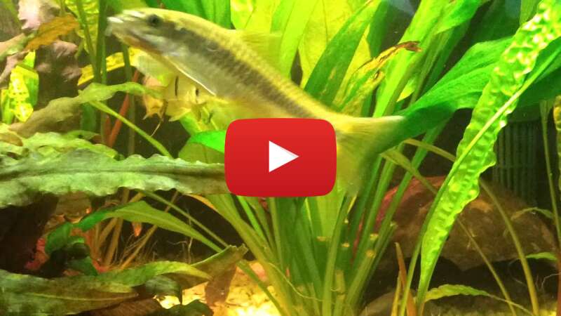 Video uKfaz_KxqJA abspielen