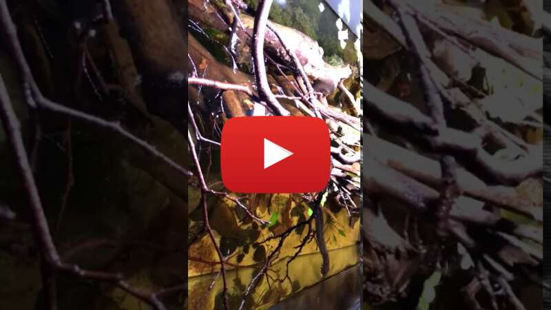 Video uLWSN6TJxFA abspielen