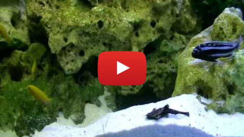 Video uO7b5gel_VM abspielen