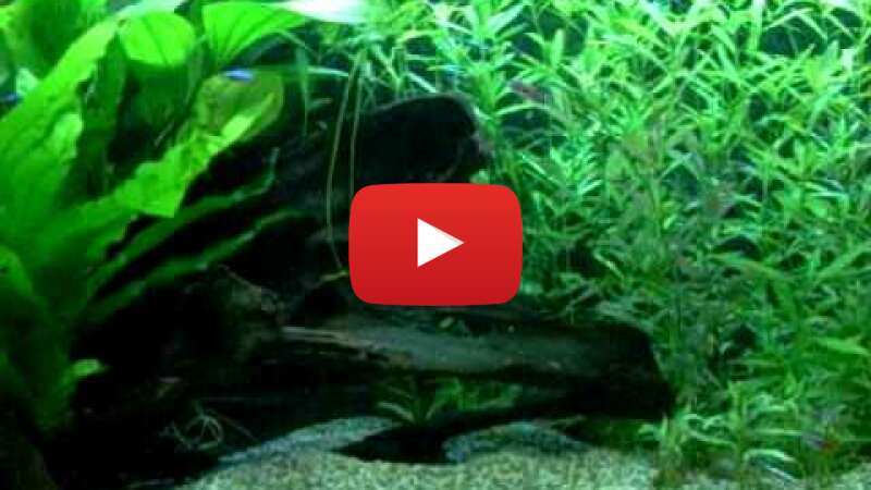 Video uOR59bWXihQ abspielen