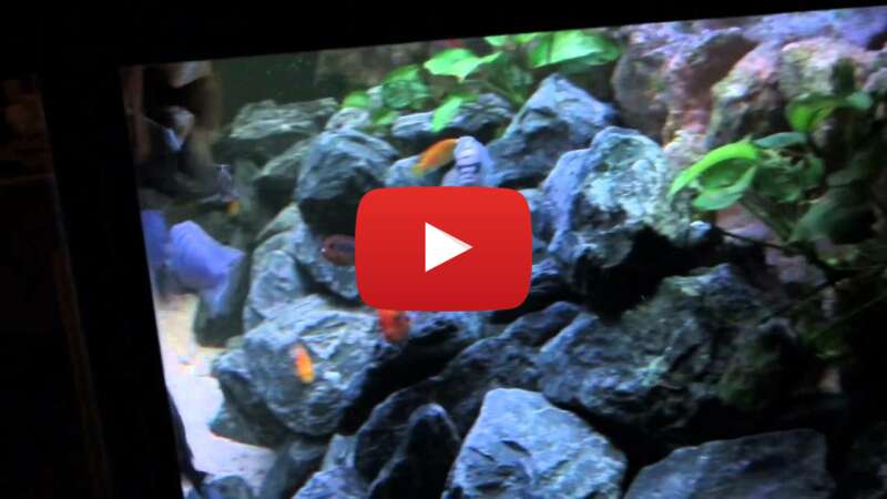 Video uR7CFaydjrY abspielen