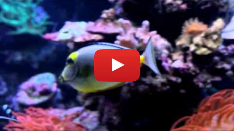 Video uUUesKStSdM abspielen